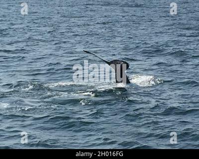 Eine Nahaufnahme eines Walschwanzes im Meer Stockfoto