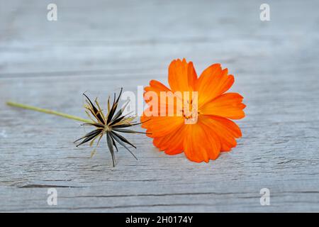 Orangefarbener Kosmos und Samen auf einem Holzhintergrund. Trockene Samen von Kosmos-Blumen aus der Nähe. Stockfoto
