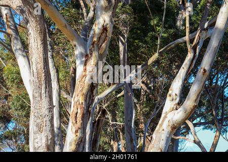 Eine Nahaufnahme von Eukalyptus-Baumstämmen, die im Park wachsen Stockfoto