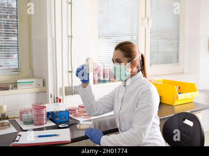Biologe mit Sicherheitskleidung, die Petrischale mit Bakterien im Labor hält Stockfoto