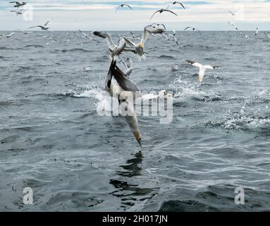 Nordtölpel (Morus bassanus), die nach einem Heringsfisch in Firth of Forth, Schottland, Großbritannien, tauchen Stockfoto