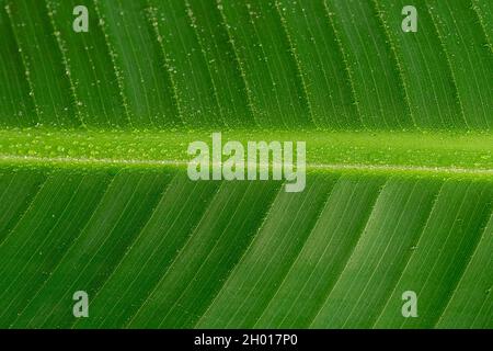 Detailfoto eines Bananenblattes. Geometrisches Muster, Makro, aus dem Blatt eines Bananenbaums Stockfoto