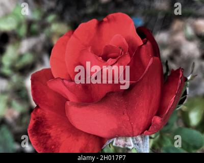 Nahaufnahme einer wunderschönen Rose „Ingrid Bergman“, die im Garten wächst Stockfoto