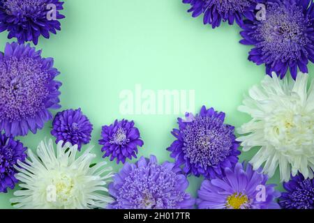 Aster Blumen auf grünem Hintergrund flach liegen. Blumenhintergrund mit leerer Stelle für Text. Rahmen mit lila Blüten. Grußkarte zum Kopieren von Speicherplatz. Stockfoto