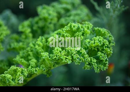 Nahaufnahme des grünen, lockigen Grünblättrigen Salatgemüses im Garten. Frischer grüner lockiger Grünkohl hinterlässt einen selektiven Fokus. Schmackhafter Grünkohl, der im Fiel wächst Stockfoto