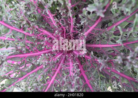 Violette und graue Blätter auf einer Zierkale Stockfoto