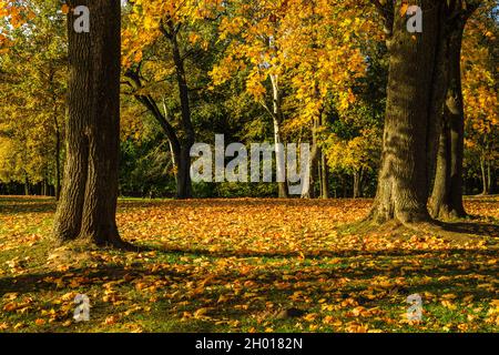 Farbenfrohe Herbstblätter im Stadtpark an einem sonnigen Tag Stockfoto
