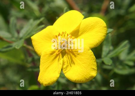 Leuchtend gelbe Blume aus buschigen Zimtblüten oder goldenem Hardhack oder Buschfilz oder Strauchschnecke mit fünf Fingern oder widder (Dasiphora fruticosa oder Potentilla fr Stockfoto