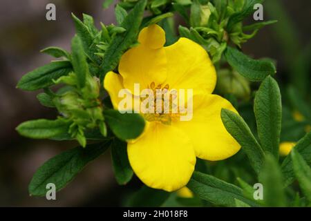 Leuchtend gelbe Blume aus buschigen Zimtblüten oder goldenem Hardhack oder Buschfilz oder Strauchschnecke mit fünf Fingern oder widder (Dasiphora fruticosa oder Potentilla fr Stockfoto