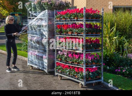 Frau Auspacken Großhandel Cyclamen Topfgarten Zentrum Pflanzen, Sträucher und Blumen auf Trolley; Gartenbau, Gewächshaus-Netz-Pflanzenküche Dänische Kart-Blume-Display dutch Trolleys voll von Herbstblühenden Pflanzen in Southport Stockfoto