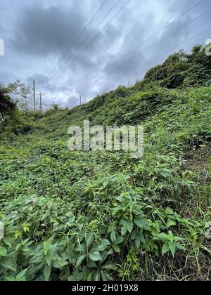 Flache vertikale Aufnahme von wilden Gräsern und Pflanzen, die unter grauem Himmel im Freien wachsen Stockfoto