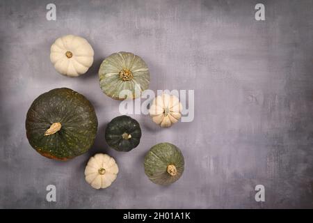 Verschiedene grüne und weiße Kürbisse, Kürbisse und Kürbisse auf grauem Hintergrund mit Kopierraum Stockfoto