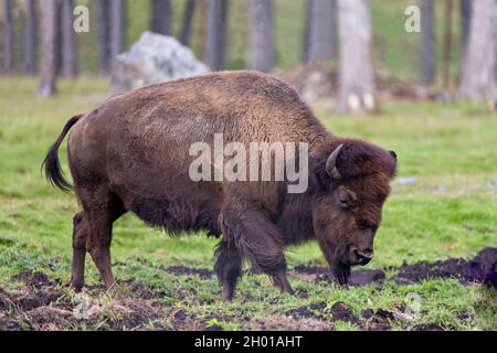 Bison Nahaufnahme Seitenansicht Wandern auf dem Feld mit einem verschwommenen Waldhintergrund zeigt großen Körper und Hörner in seiner Umgebung und Lebensraum Umgebung Stockfoto