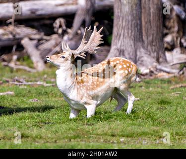Nahaufnahme der Hirsche im Feld auf den Knien mit Gras und Bäumen Hintergrund in seiner Umgebung und Umgebung Lebensraum. Bild „Brachhirse“. Stockfoto