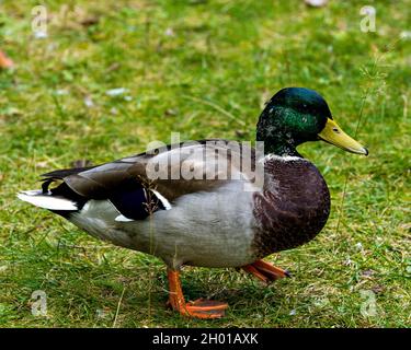 Mallardische Ente, die auf Gras läuft, mit einer Seitenansicht, die ihr wunderschönes Gefieder und ihre gelben Füße in ihrer Umgebung und ihrem Lebensraum zeigt. Stockfoto