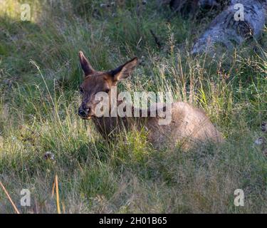 Elchweibchen, die im Busch mit Laub und Sonnenstrahl auf seinem braunen Fell in seiner Umgebung und Umgebung ruhen. Stockfoto