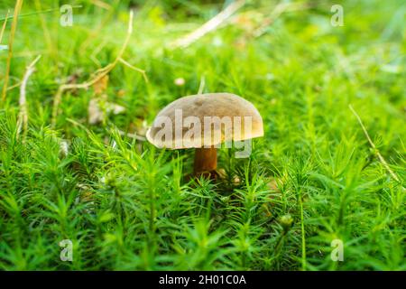 Ein Boletus, der im grasbewachsenen Gelände wächst Stockfoto