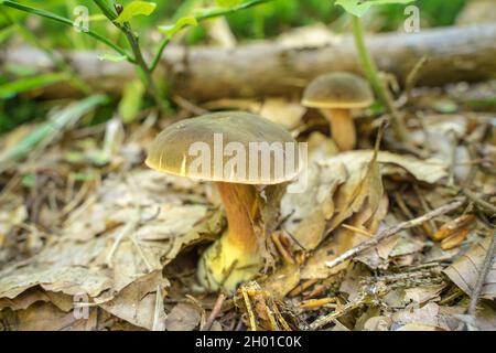 Eine Nahaufnahme des im Wald wachsenden Poroidpilzes Stockfoto