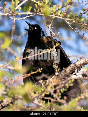 Grackle Vogel mit einem verschwommenen Hintergrund im Wald thront mit Körper, blauem mauvischem Balz Federgefieder, Kopf, nahem Auge, offenem Schnabel. Stockfoto