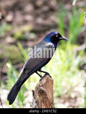 Der gewöhnliche Grackle-Vogel thront mit einem unscharfen Hintergrund in seinem Lebensraum und seiner Umgebung und zeigt Feder und Schwanz. Bild Grellen. Bild. Stockfoto