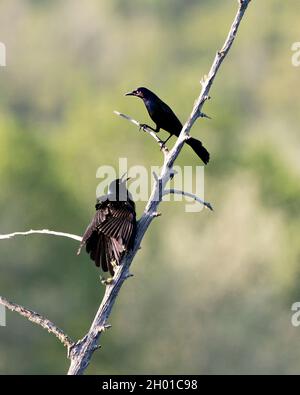 Das grackle Paar, das in der Balzsaison mit verschwommenem Hintergrund in ihrer Umgebung und ihrem Lebensraum thront, zeigt ausgebreitete Flügel und einen offenen Schnabel. Gemeiner Grackel Stockfoto