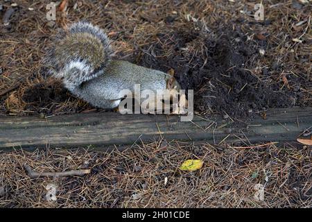 Ein graues Eichhörnchen, das im Herbst im Bute Park, Cardiff Park, beschäftigt ist Stockfoto