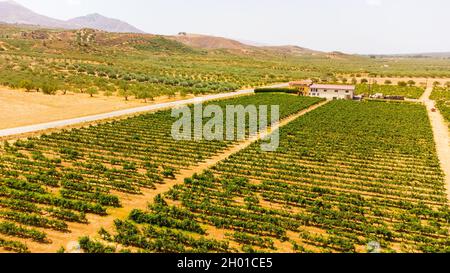 Weinberge und Olivenhaine im Süden der Insel Kreta Stockfoto