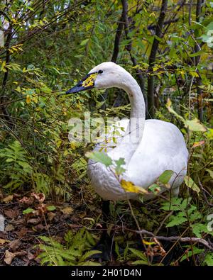 Nahaufnahme des Tundra Swan-Profils im Busch mit unscharfem Hintergrund, auf dem weißes Engelsgefieder in seiner Umgebung und Umgebung zu sehen ist. Stockfoto