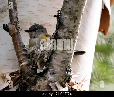 Waldsänger, der in seiner Umgebung und seinem Lebensraum ein Nest auf einer Birke baut. American Red Start Warbler Foto. Bild. Bild. Hochformat. Stockfoto