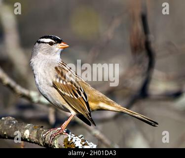 Der weißgekrönte Sperling thront auf einem Baum mit unscharfem Hintergrund in seiner Umgebung und Umgebung und zeigt ein braunes Federgefieder. Sperling. Stockfoto