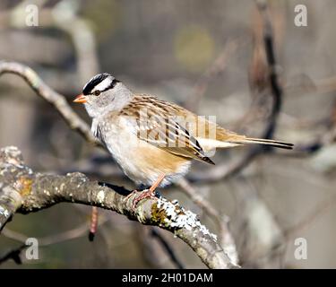 Der weißgekrönte Sperling thront auf einem Baum mit unscharfem Hintergrund in seiner Umgebung und Umgebung und zeigt ein braunes Federgefieder. Sperling. Stockfoto