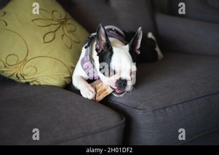 Boston Terrier Welpe liegt auf einem grauen Sofa durch ein grünes Kissen kauen ein Geweih Knochen kauen. Sie trägt ein Geschirr Stockfoto