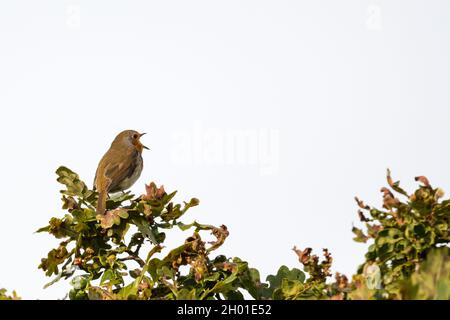Robin, Erithacus rubecula, singen auf einer Eiche im Wald von Norfolk. Stockfoto