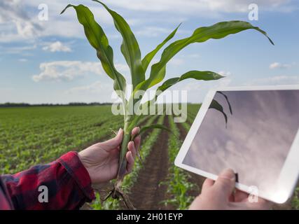 Bauernhand hält Maispflanze und Tablette im Frühjahr auf dem Feld Stockfoto