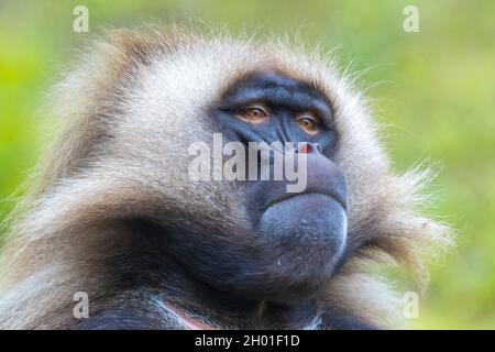 Nahaufnahme eines Gelada Pavions, Thermopithecus gelada, Stockfoto