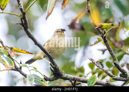 Nahaufnahme eines Hufschnepfenvogels Phylloscopus collybita, fing ein Insekt. Weiche Hintergrundbeleuchtung auf einem grünen, lebendigen Hintergrund. Stockfoto