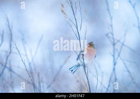 Nahaufnahme eines männlichen Buchfinkens, Fringilla coelebs, im Schnee Futter, schöne kalte Winterumgebung Stockfoto