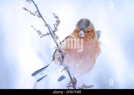 Nahaufnahme eines männlichen Buchfinkens, Fringilla coelebs, im Schnee Futter, schöne kalte Winterumgebung Stockfoto