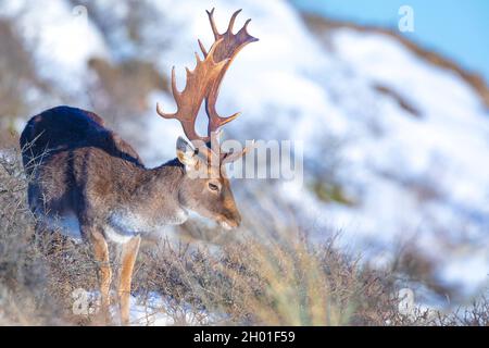 Damhirsch Dama Dama Futter im Winter Wald Schnee und Eis, selektive Fokus wird verwendet. Stockfoto