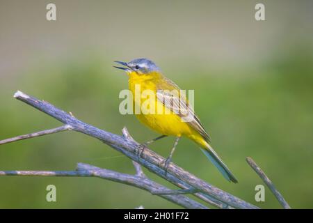Nahaufnahme eines männlichen westlichen gelben Bachstelzenvogels Motacilla flava singen in Vegetation an einem sonnigen Tag während der Frühjahrssaison. Stockfoto