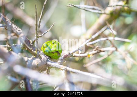 Nahaufnahme eines kleinen Laubfrosch Hyla arborea, Rana arborea, ruht in einer Black bush Aufheizen in der Sonne. Stockfoto