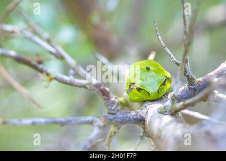 Nahaufnahme eines kleinen Laubfrosch Hyla arborea, Rana arborea, ruht in einer Black bush Aufheizen in der Sonne. Stockfoto