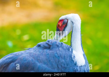 Nahaufnahme eines weißnapierten Krans, Antigone vipio, Grus vipio, Vogelsuche Stockfoto