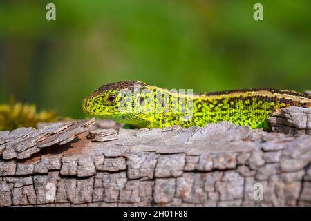 Sandeidechse, Lacerta agilis, grünes Männchen. In der Sonne erhitzen, auf Holz im Wald ruhen Stockfoto