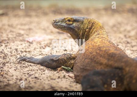 Nahaufnahme eines komodo-Drachen, varanus komodoensis, ruhend Stockfoto