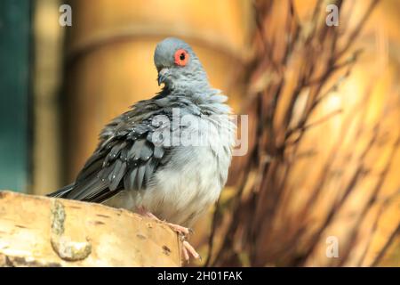 Die Nahaufnahme einer Diamanttaube, Geopelia cuneata, ist ein in Australien ansässiger Vogel. Stockfoto