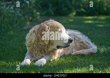 Ein reinrassiger Labrador Retriever-Hund mit lockigem Haar liegt auf einem flachen Rasen. Hochwertige Fotos Stockfoto