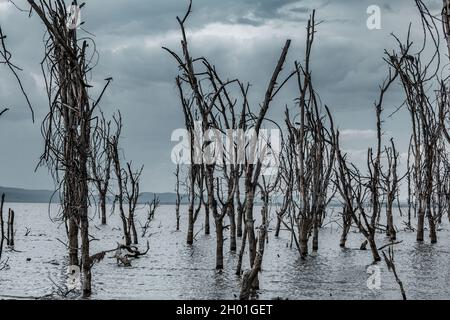 Tote Bäume in einem salzigen See in den Sopa Lodges Naivasha Kenya von Antony Trivet Photography Stockfoto