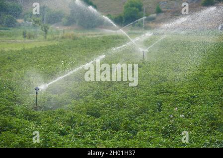 Bewässerungssystem im industriellen Anbau von Gemüse Stockfoto