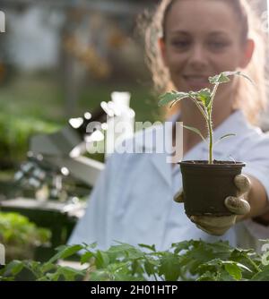 Nahaufnahme des Sämlings in den Händen eines Agronomen mit Handschuhen und weißem Mantel im Gewächshaus mit Mikroskop im Hintergrund. Pflanzenschutz und Produktivität i Stockfoto